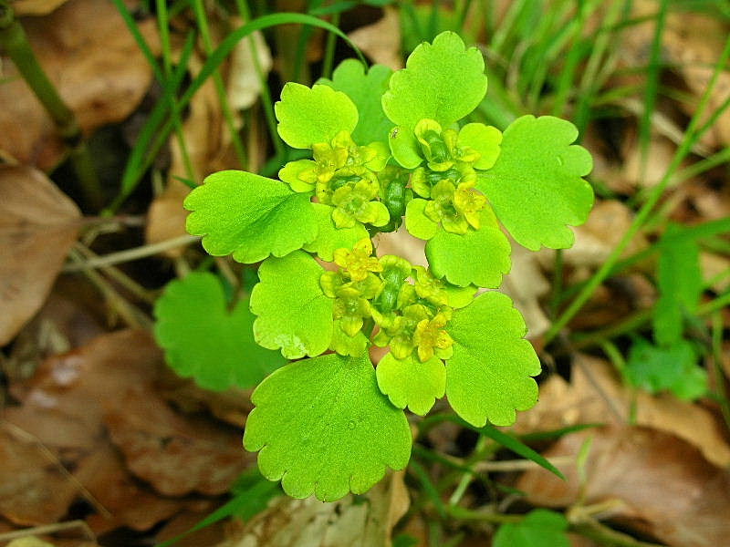 Chrysosplenium alternifolium / Erba-milza comune